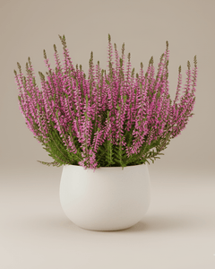 Calluna - Napuplant
