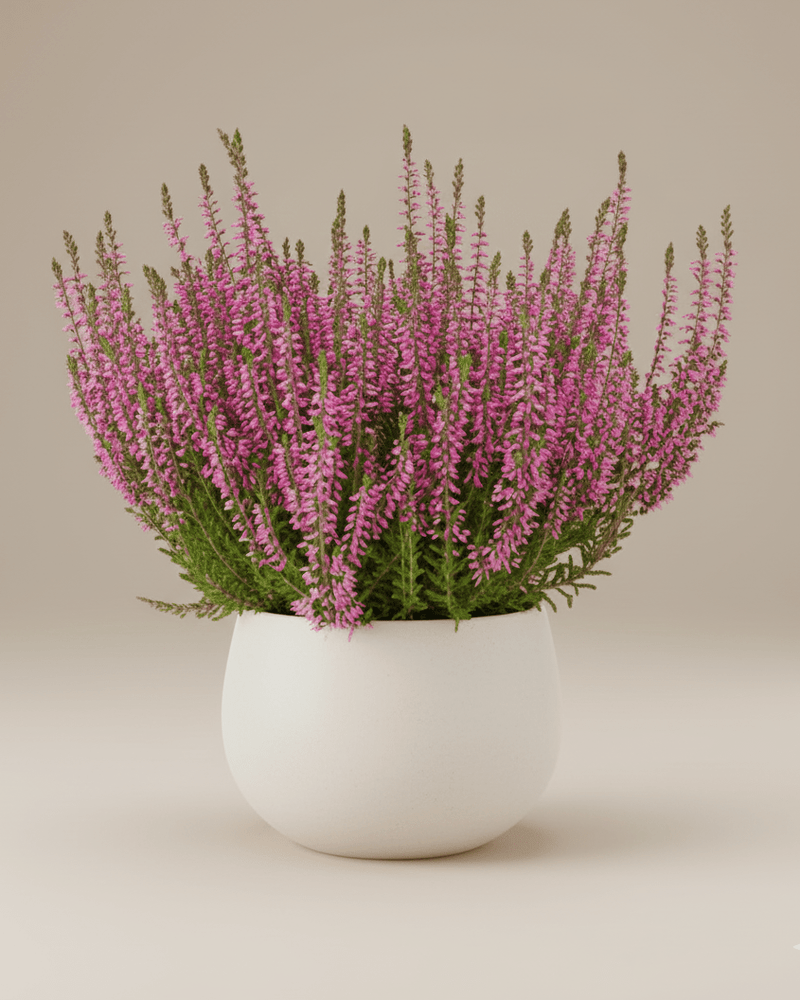 Calluna · Brezo