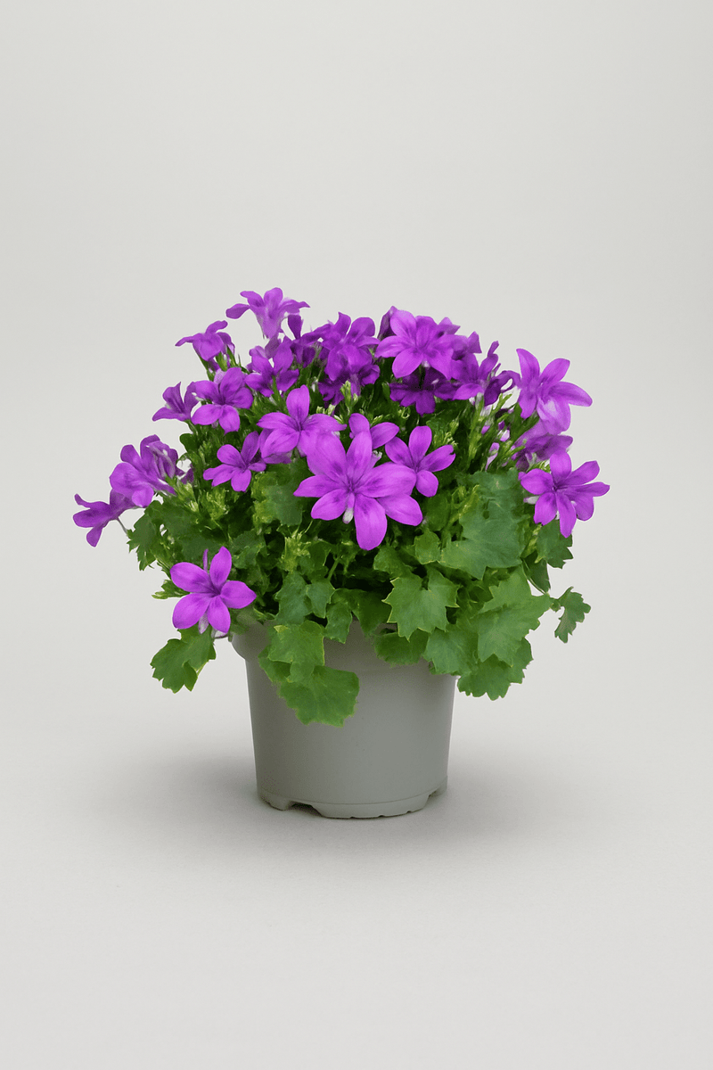 Campánula · Campanilla
