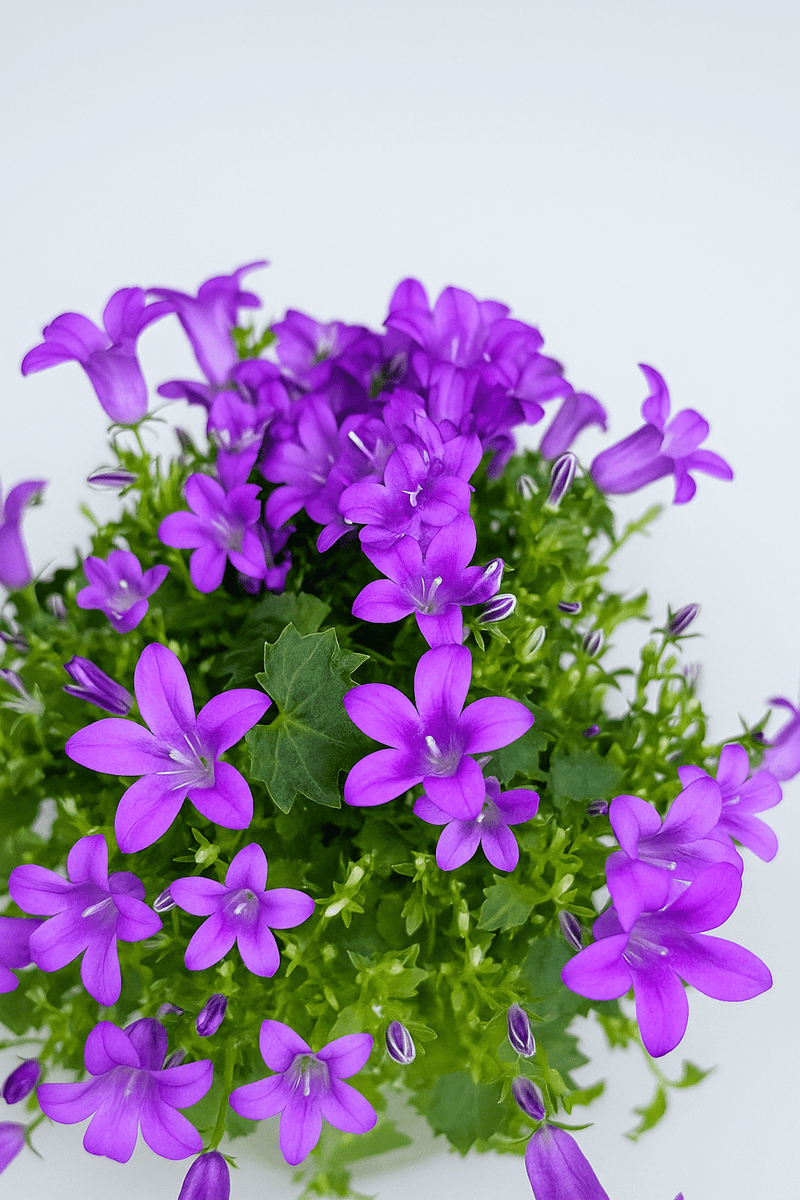 Campánula · Campanilla