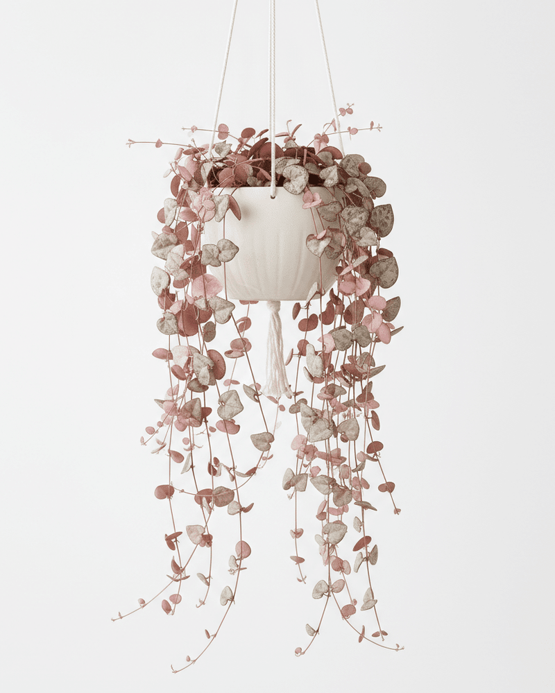 Ceropegia woodii · Collar de corazones