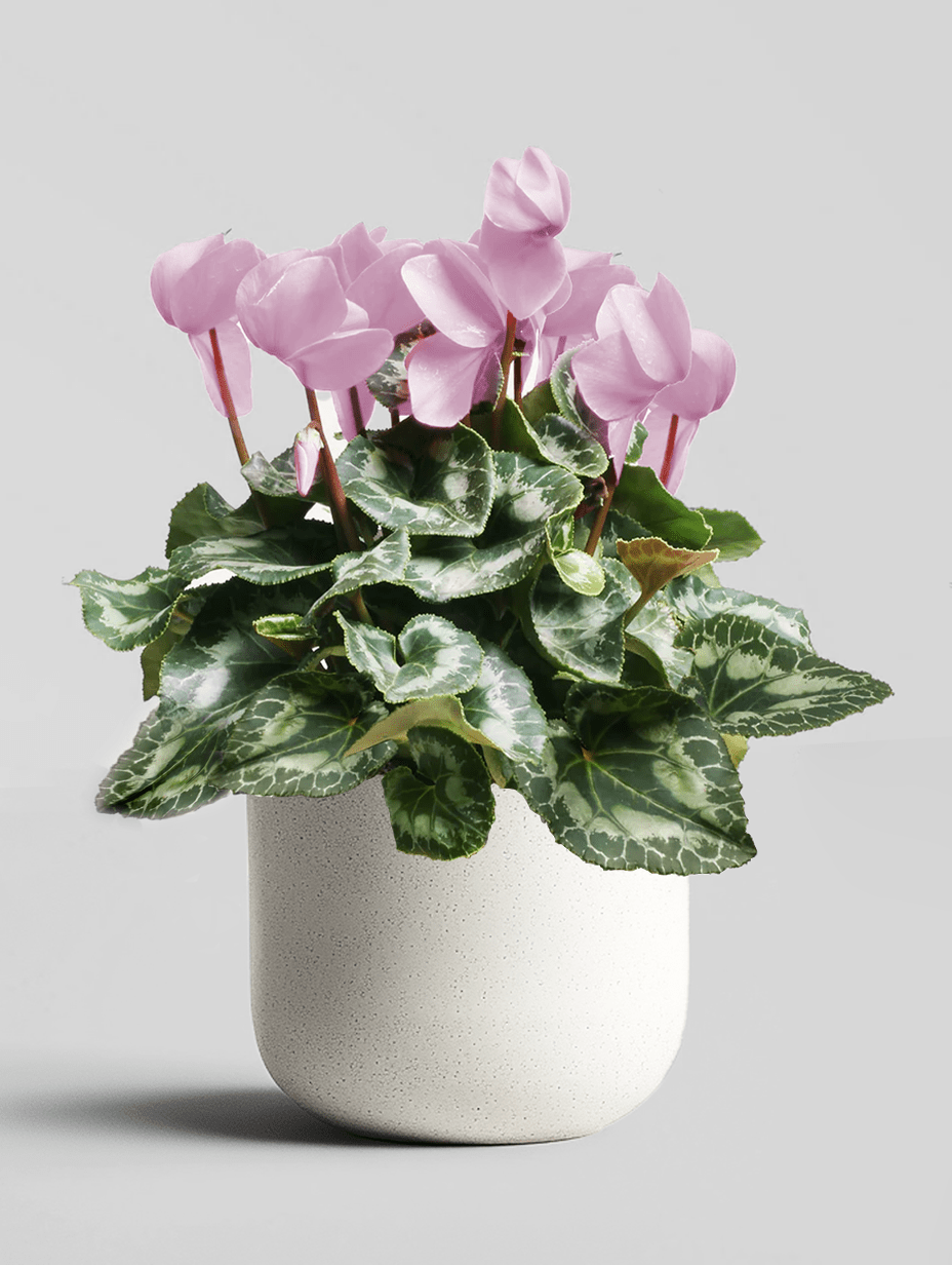 Ciclamen - Napuplant