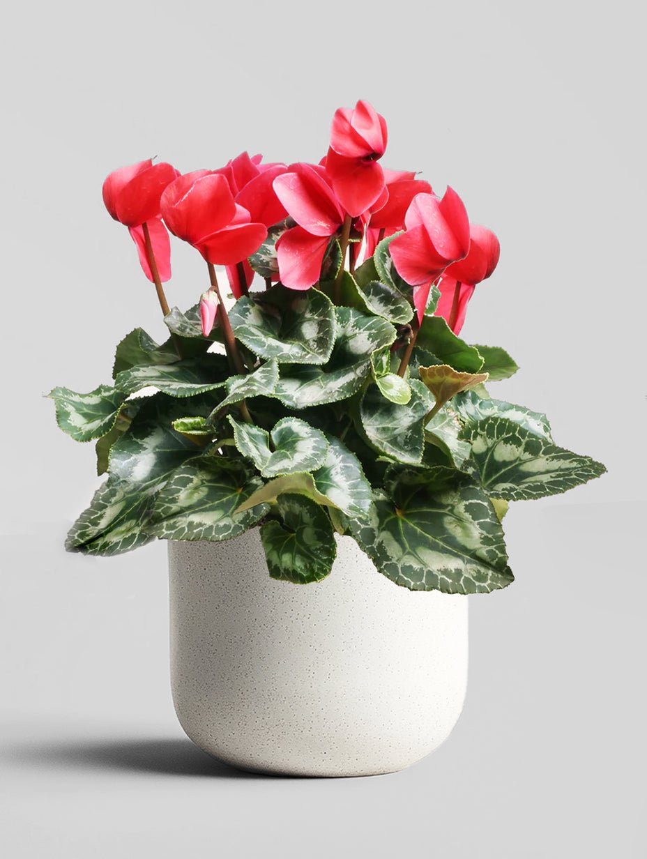 Ciclamen - Napuplant