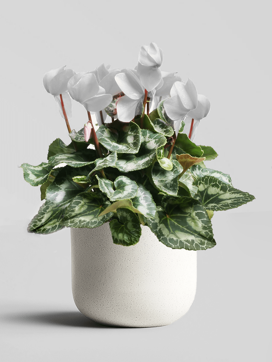 Ciclamen - Napuplant