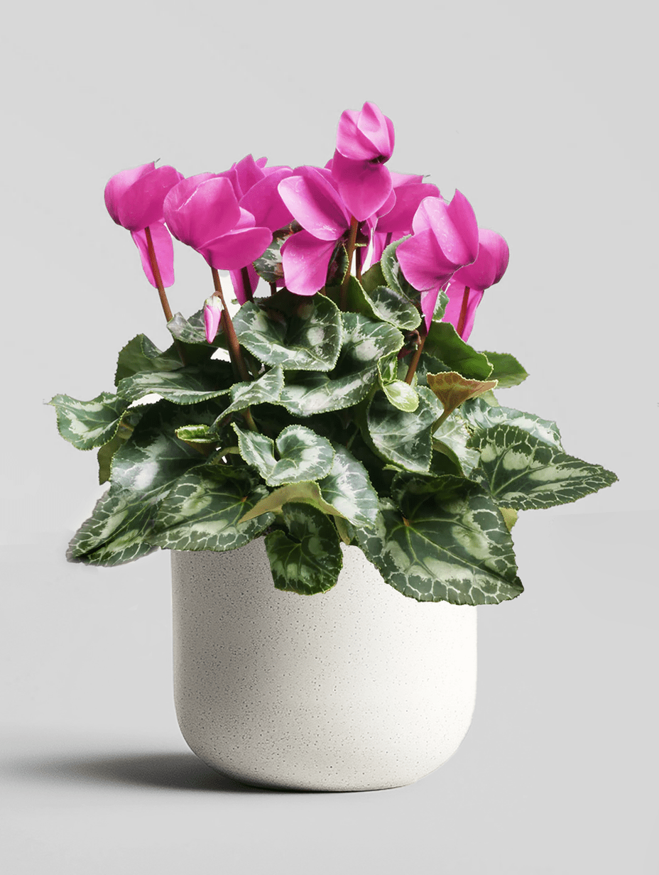 Ciclamen - Napuplant