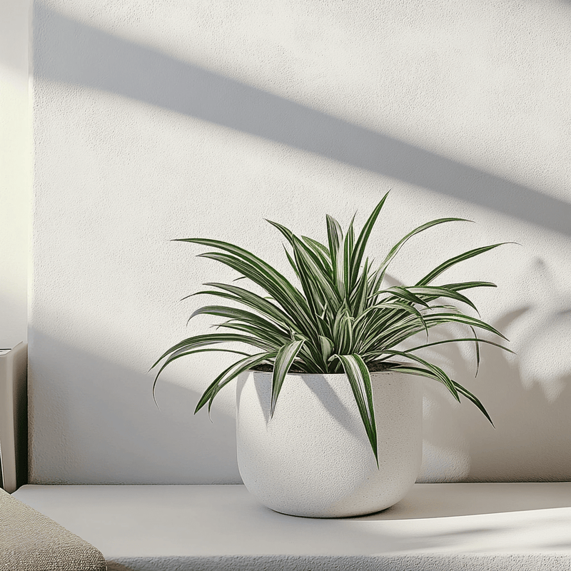 Cinta · Chlorophytum comosum