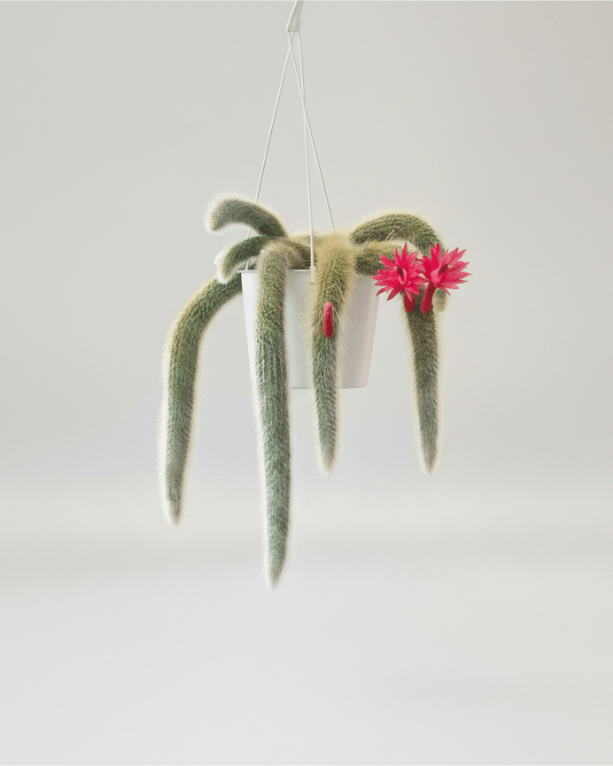 Cleistocactus colademononis - Napuplant