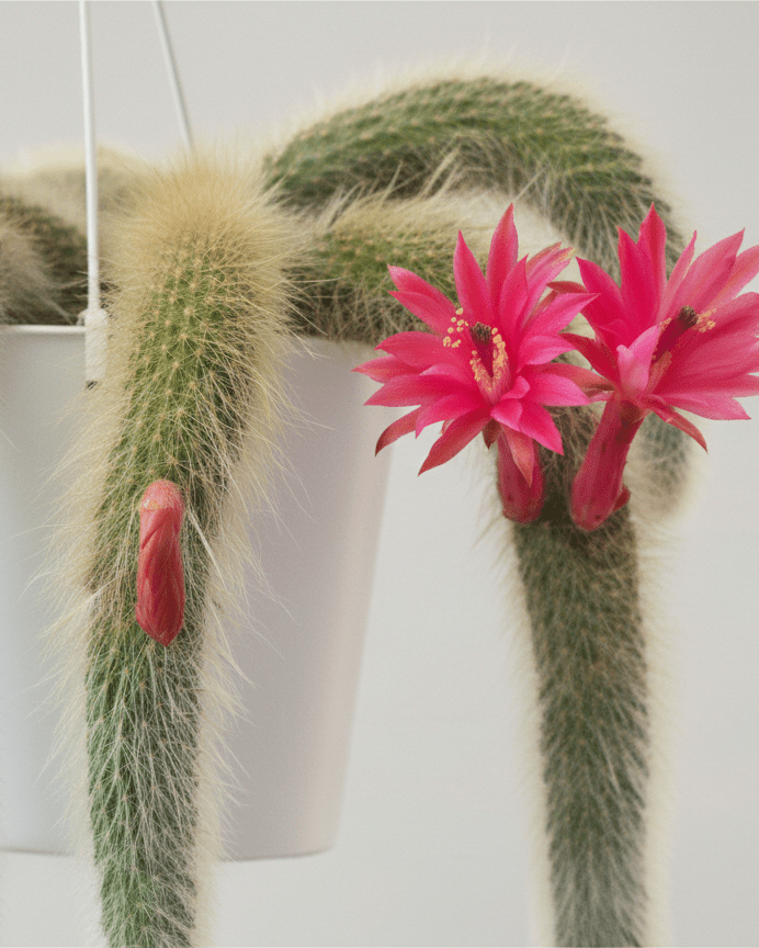 Cleistocactus colademononis - Napuplant