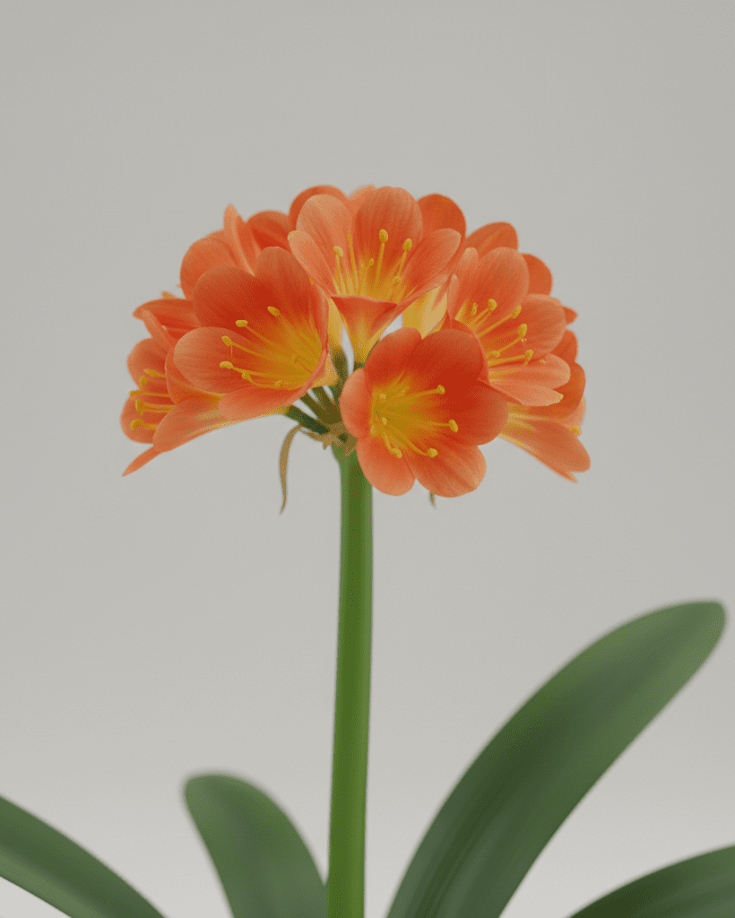 Clivia Miniata - Napuplant