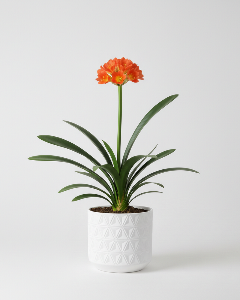 Clivia Miniata