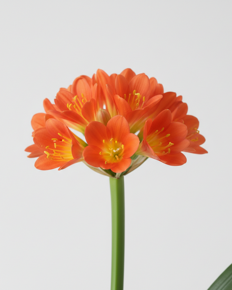 Clivia Miniata