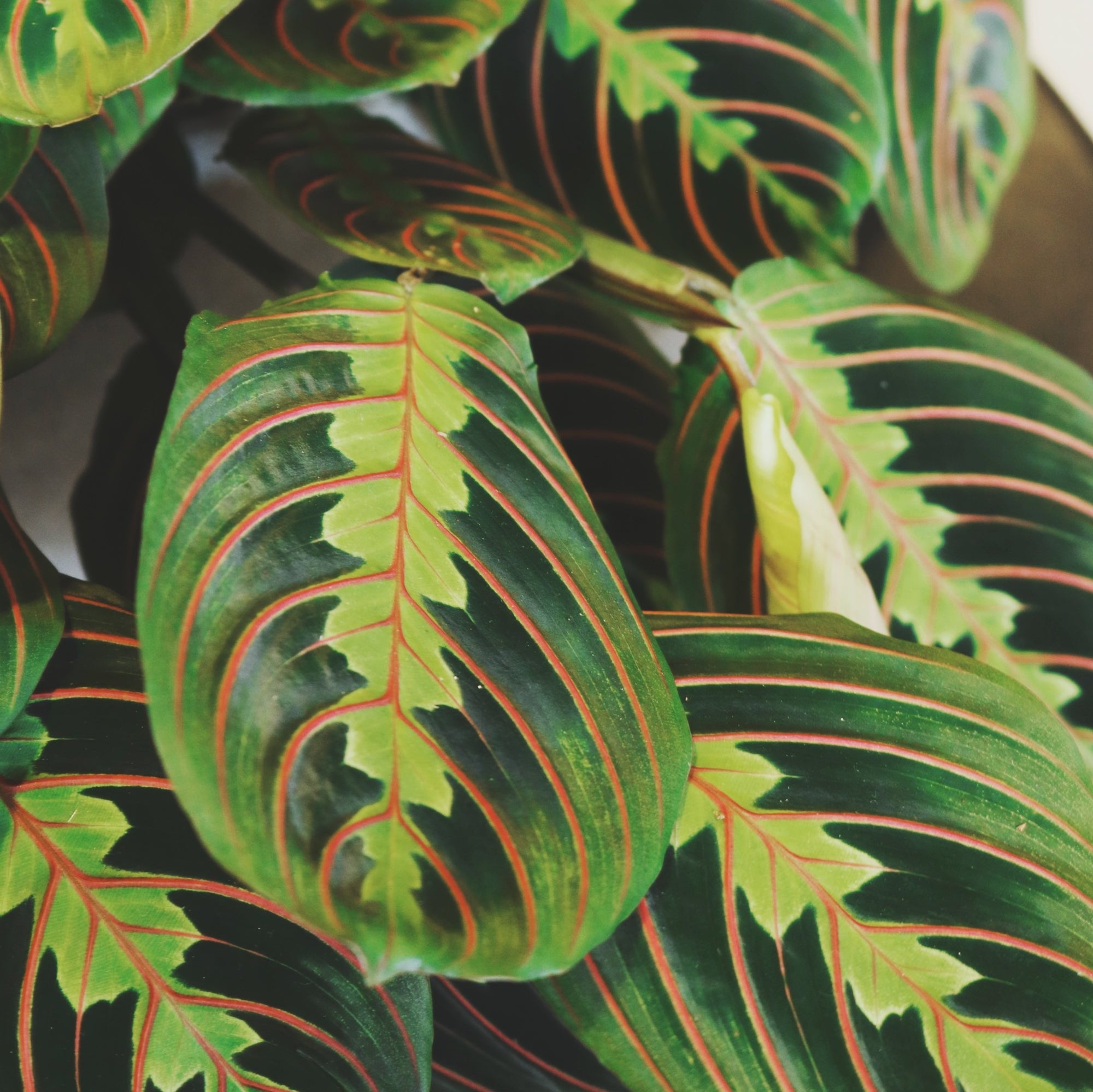 Maranta Leuconeura