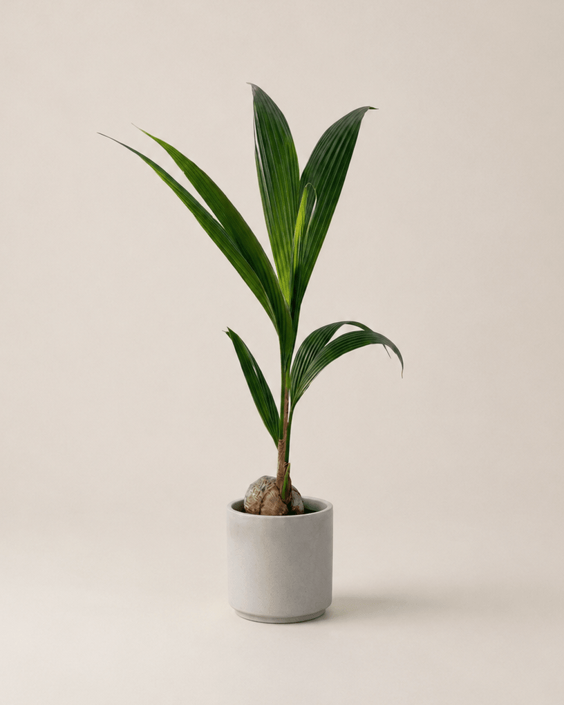 Cocotera - Napuplant