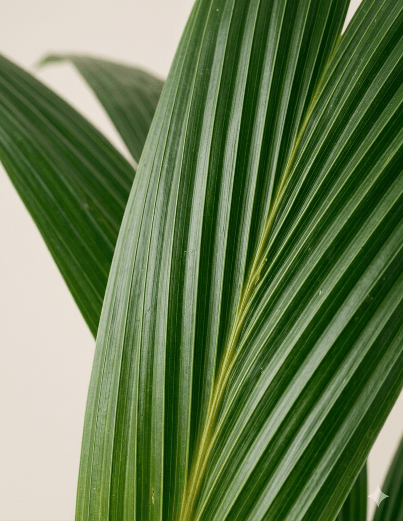 Cocotera · Palmera de coco