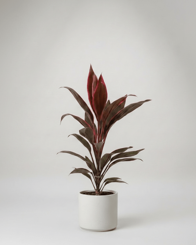 Cordyline - Napuplant