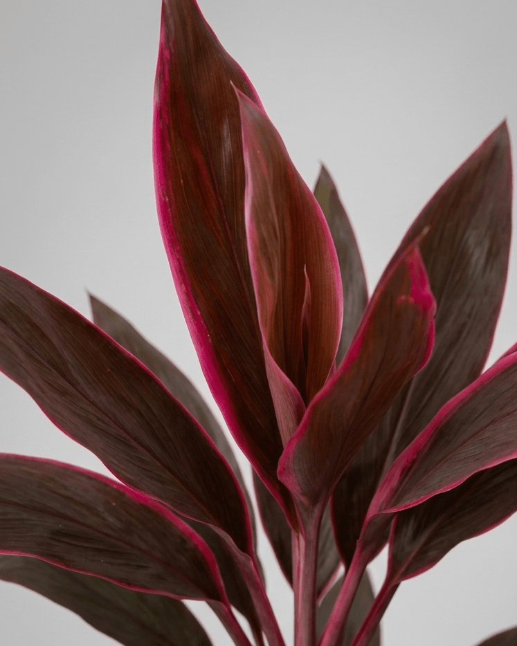 Cordyline