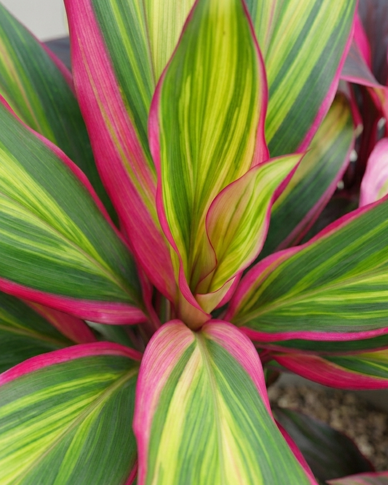 Cordyline