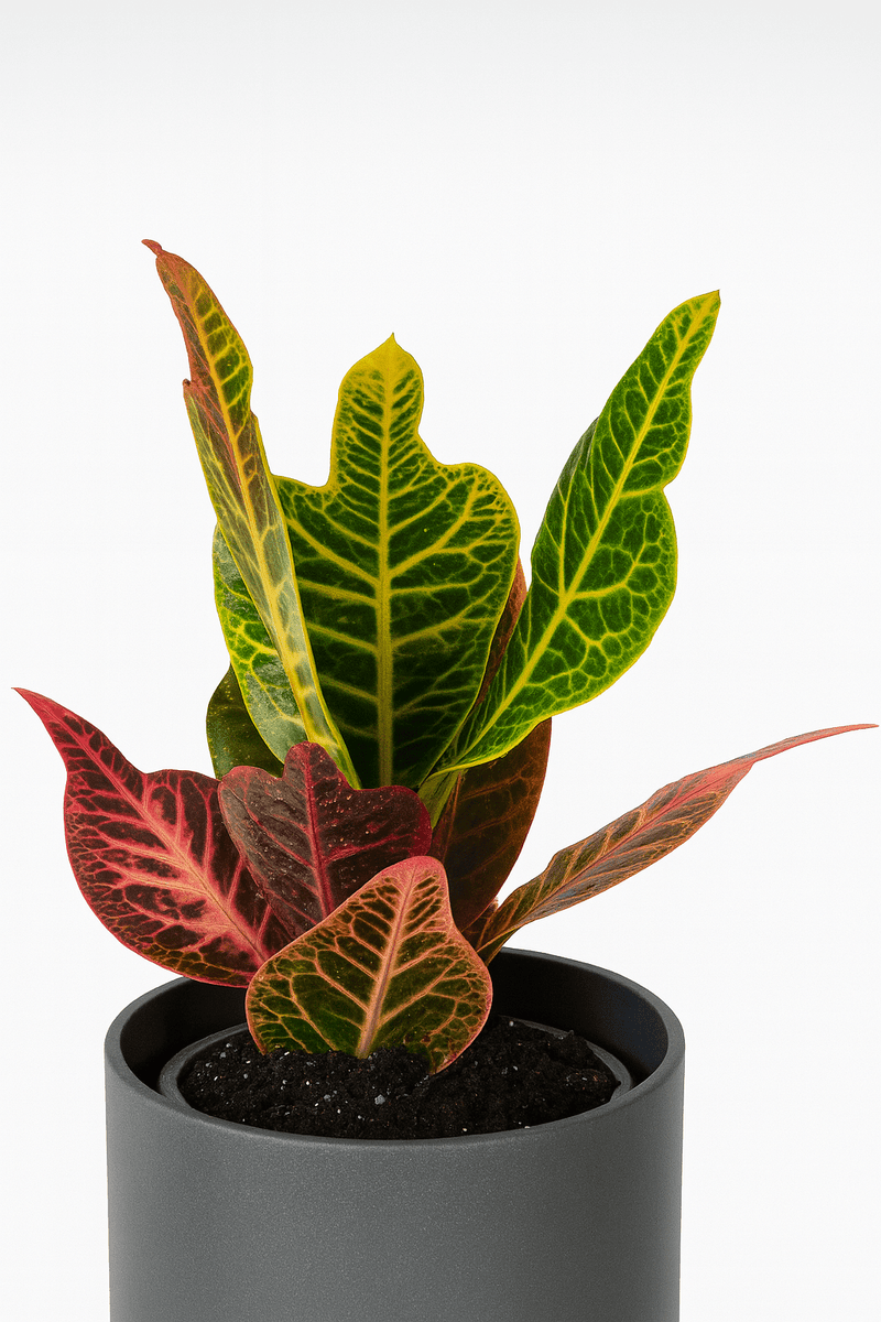 Croton · Codiaeum variegatum