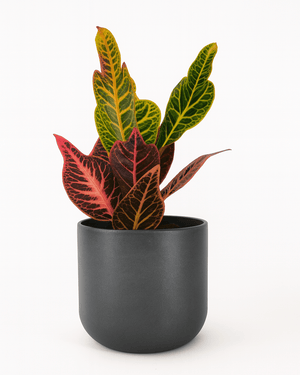 Croton - Napuplant