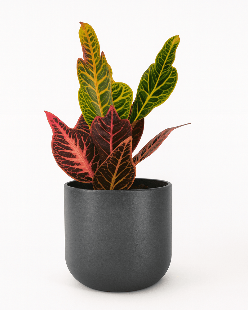 Croton · Codiaeum variegatum