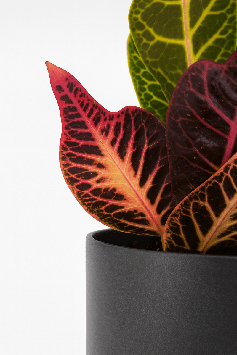 Croton · Codiaeum variegatum