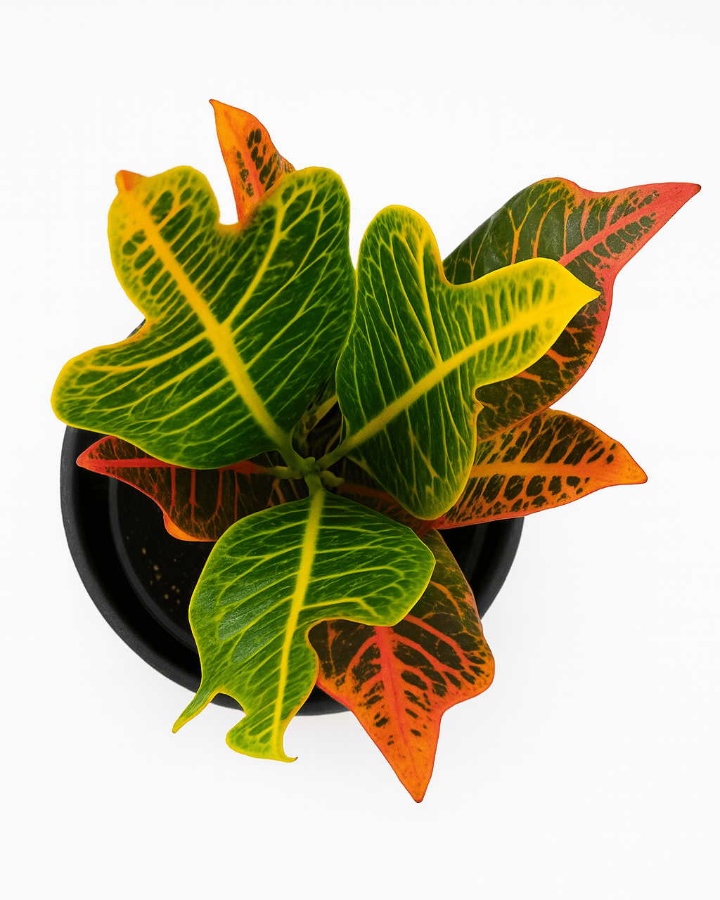 Croton - Napuplant