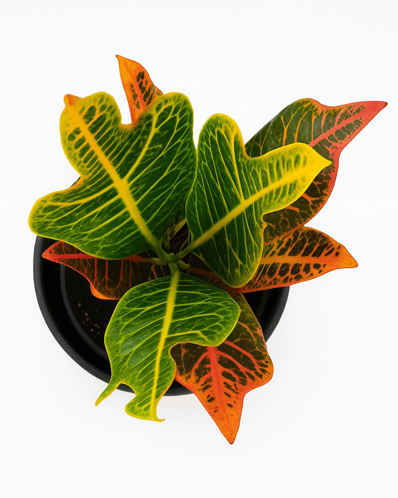 Croton · Codiaeum variegatum