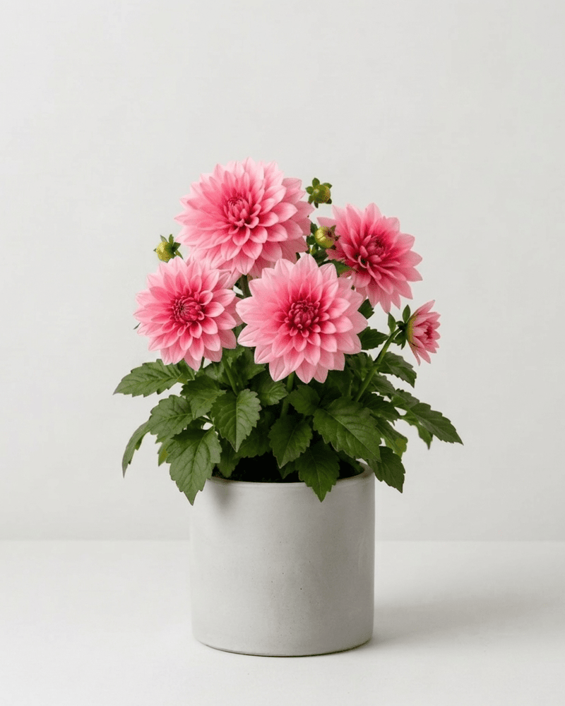 Dalia