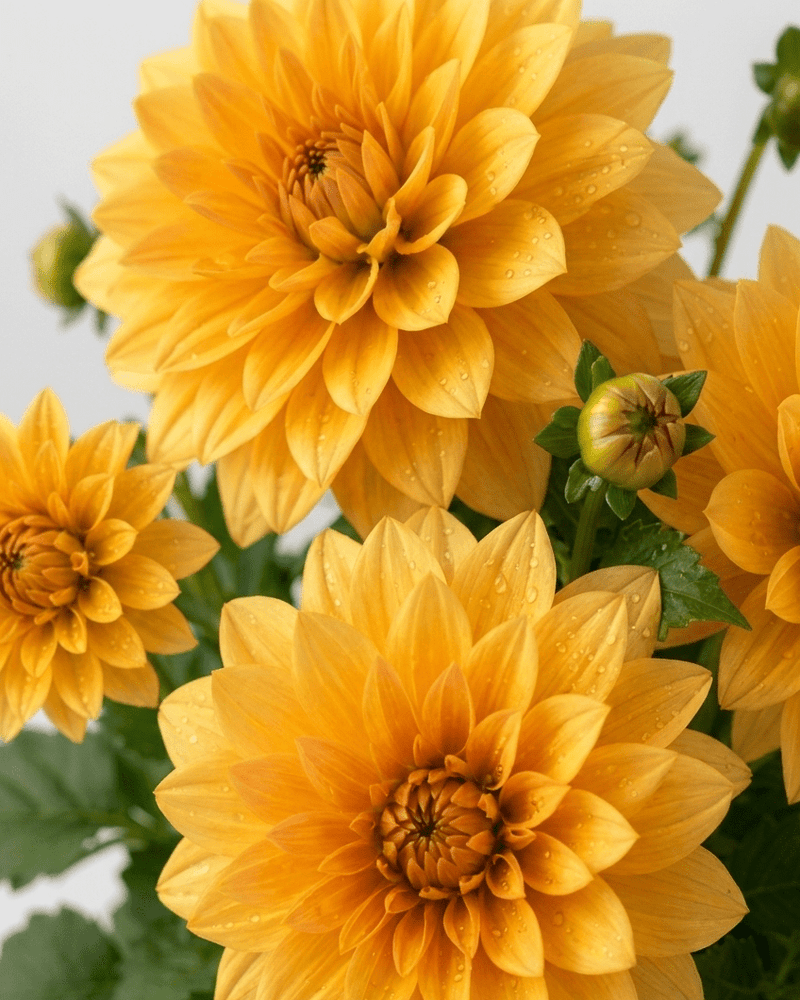 Dalia
