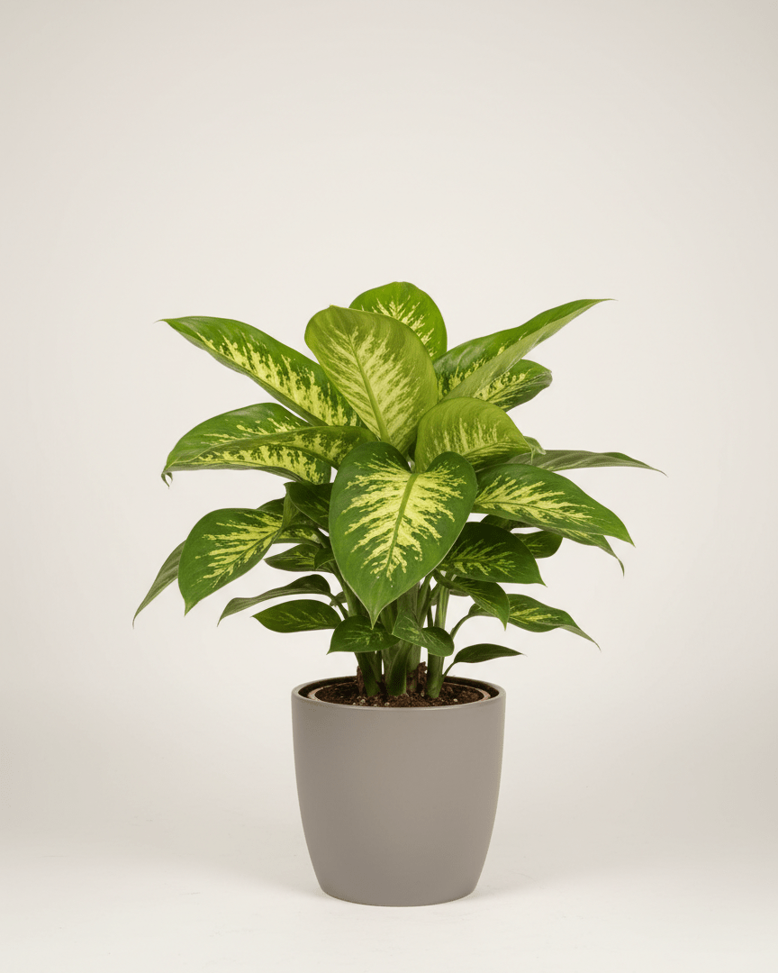 Dieffenbachia - Napuplant