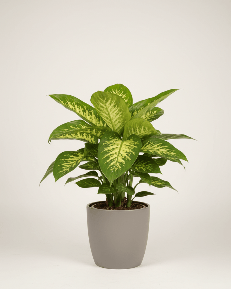 Dieffenbachia