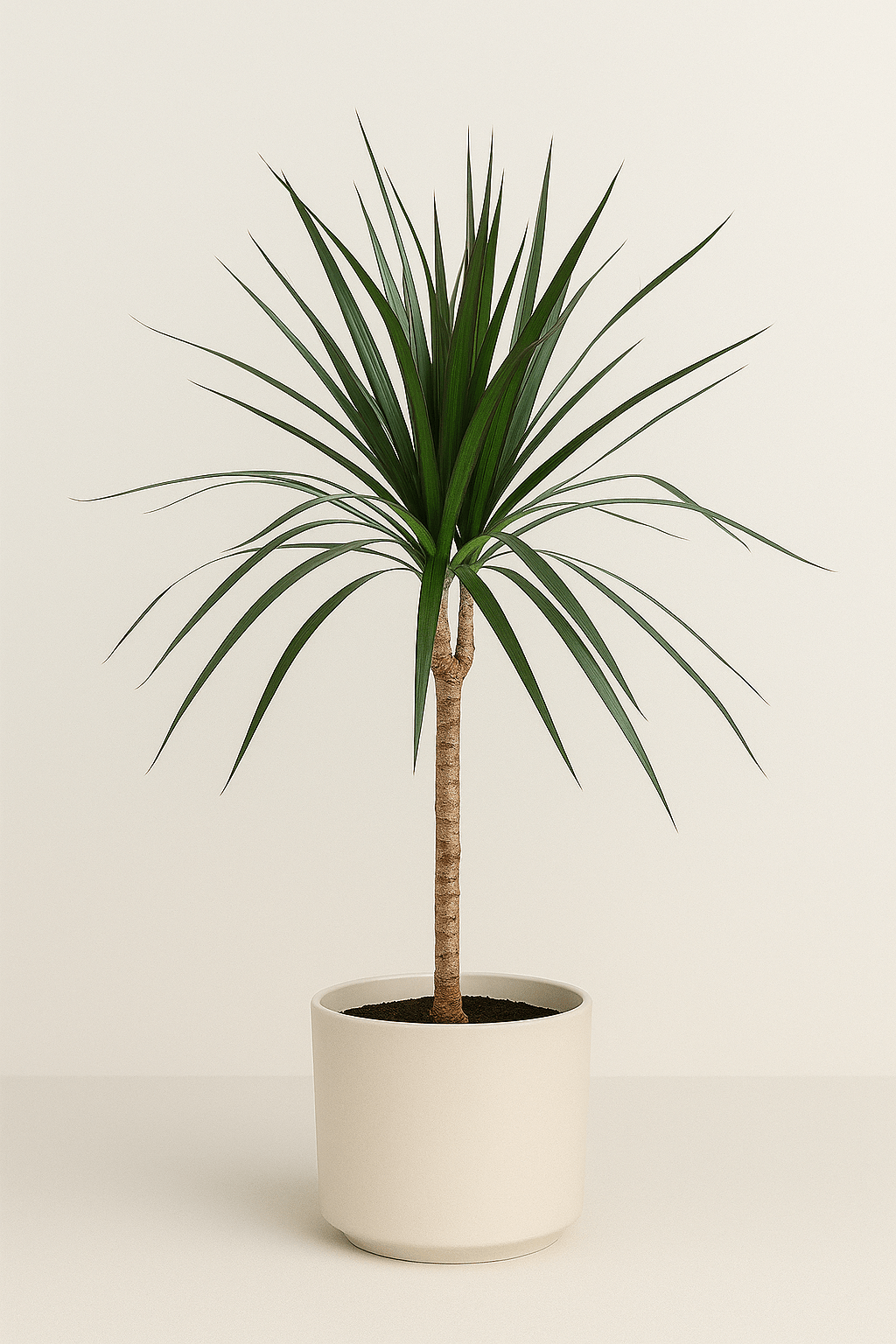 Dracaena Marginata - Napuplant