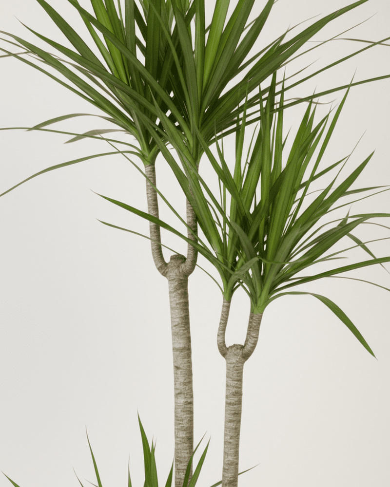 Dracaena Marginata · Drácena de Madagascar
