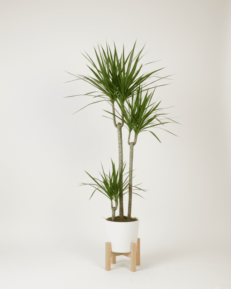 Dracaena Marginata · Drácena de Madagascar