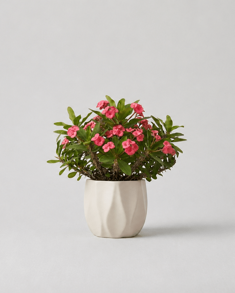Euphorbia Espina de Cristo - Napuplant