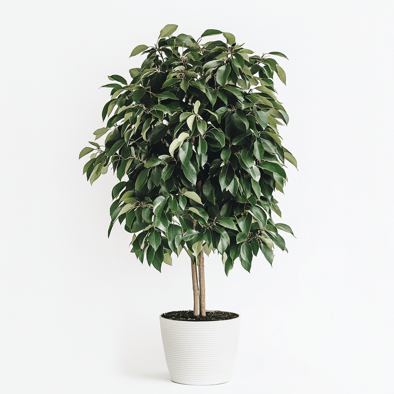 Ficus Benjamina · Clásica y Variegata