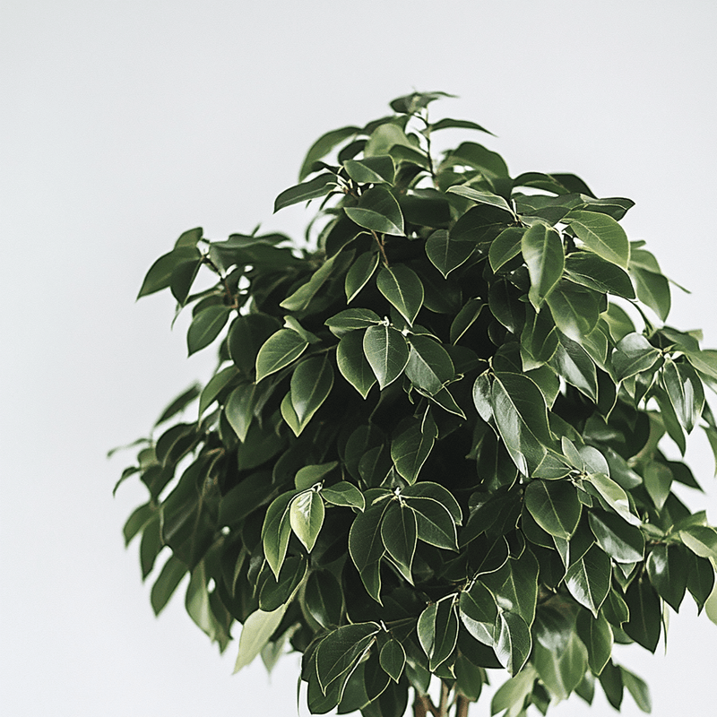 Ficus Benjamina · Clásica y Variegata