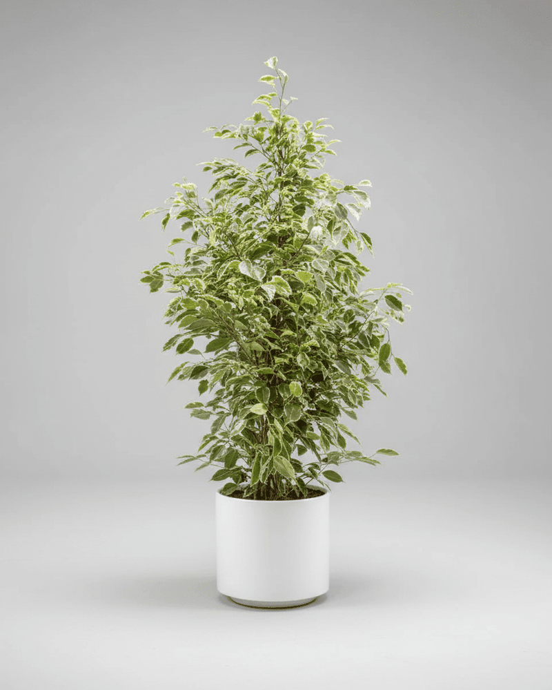 Ficus Benjamina · Clásica y Variegata