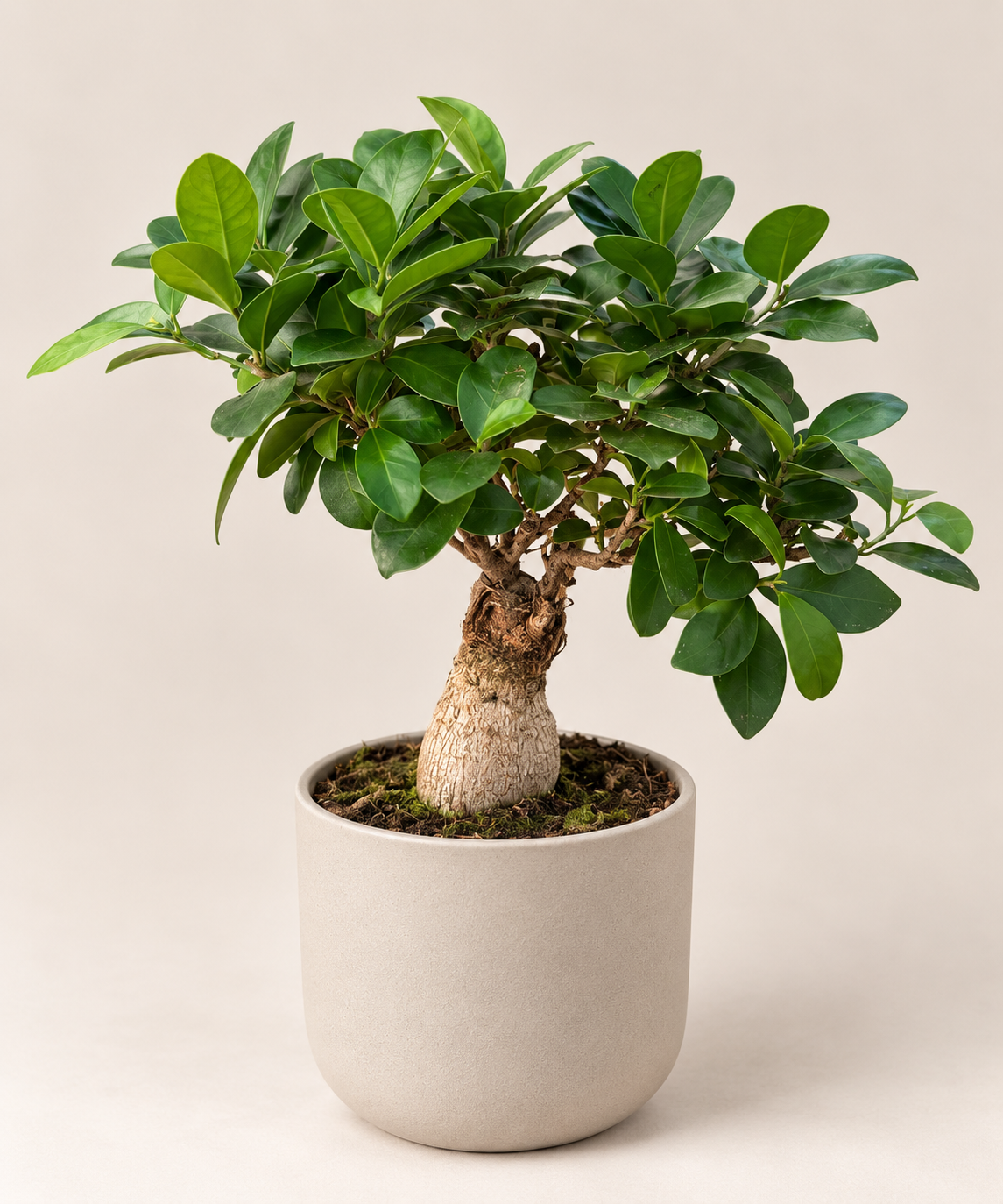 Ficus ginseng