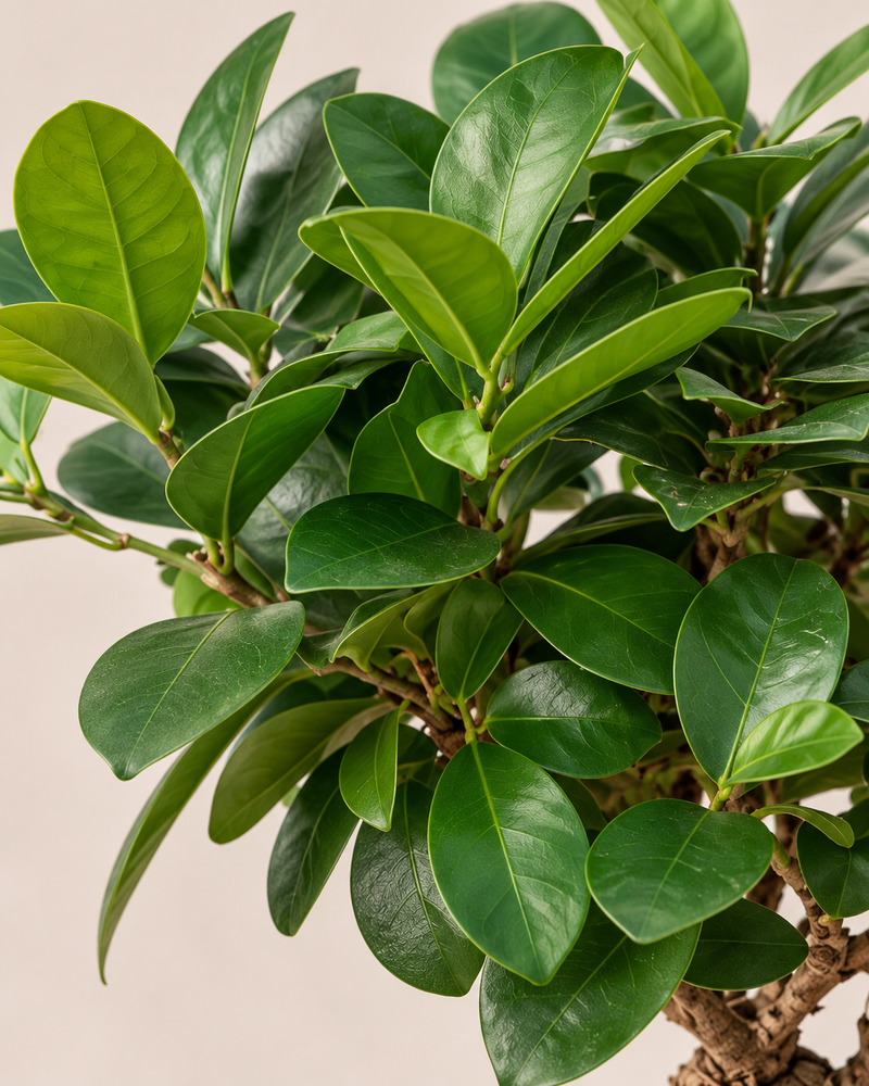 Ficus ginseng