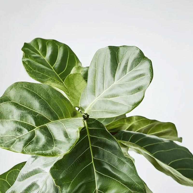 Ficus Lyrata