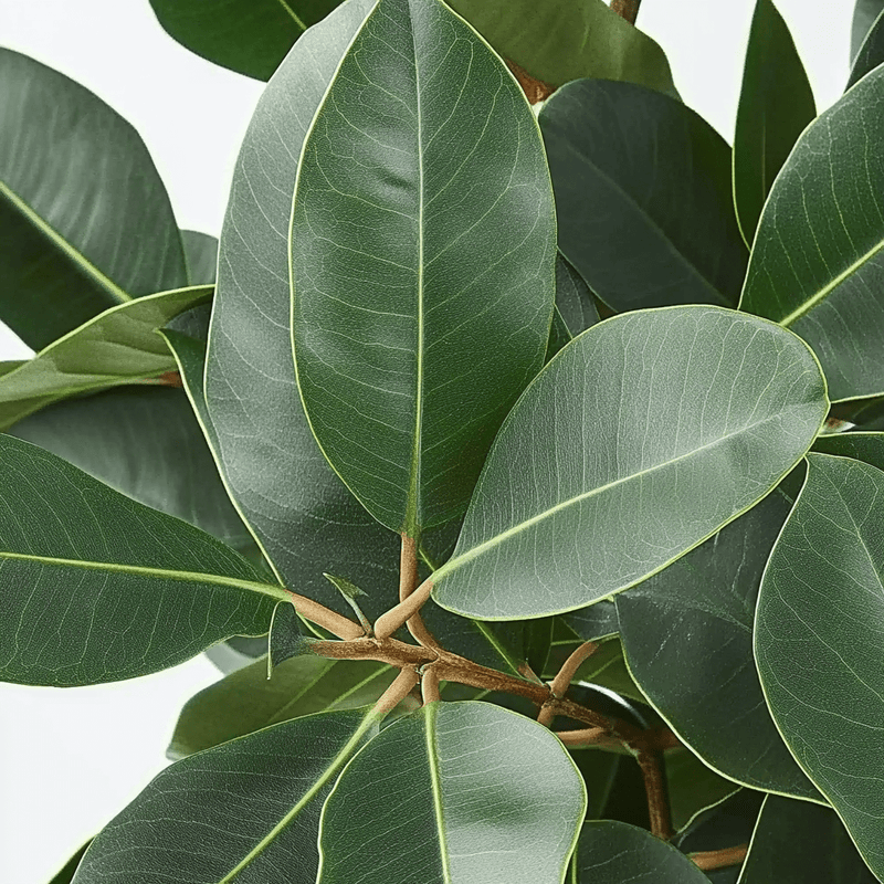 Ficus elastica Robusta · Árbol del caucho
