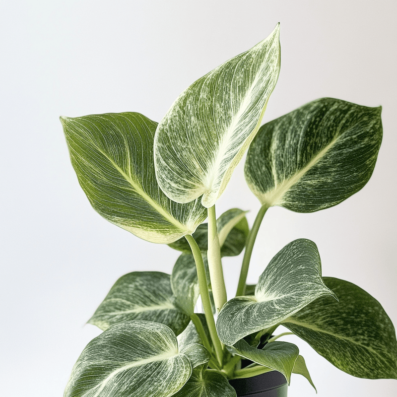Philodendron Birkin · Filodendro