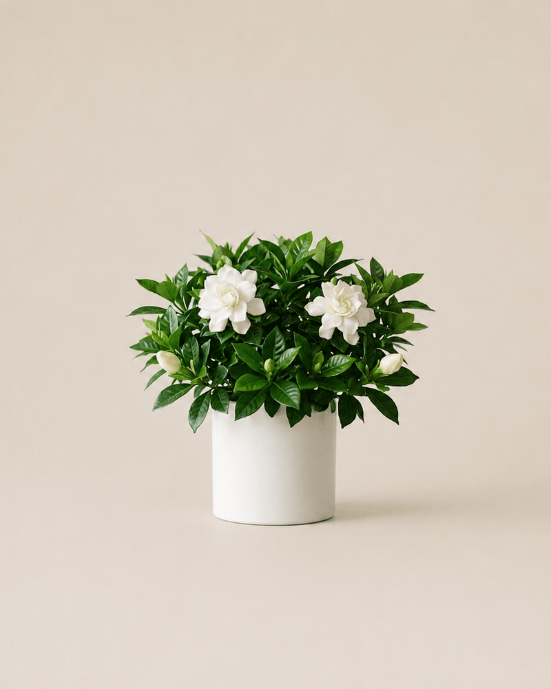 Gardenia