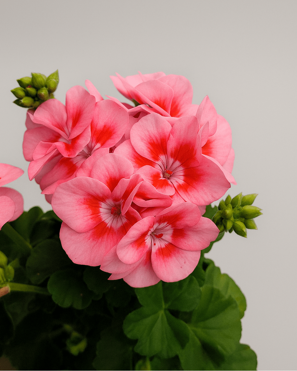 Geranio Zonal Mix - Napuplant