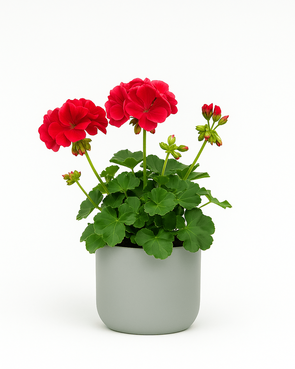 Geranio Zonal Mix - Napuplant