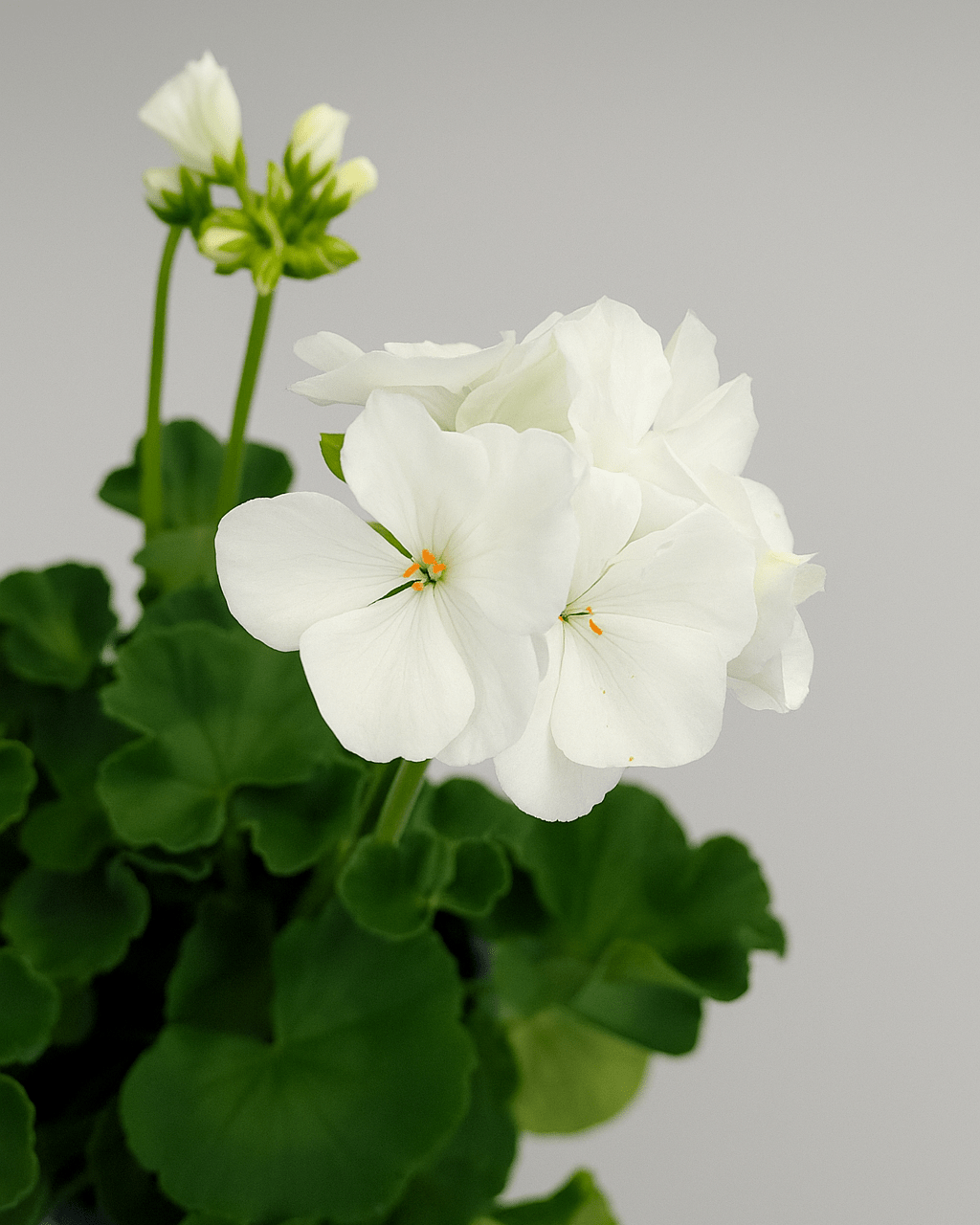 Geranio Zonal Mix - Napuplant