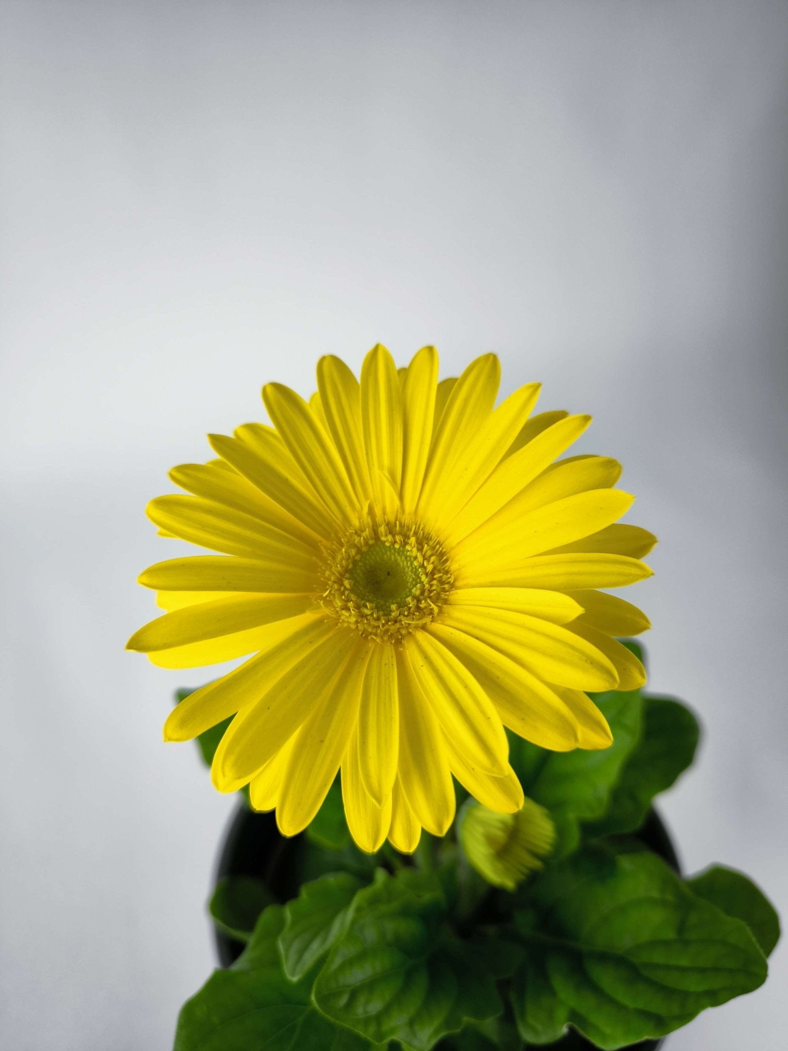 Gerbera Color Mix - Napuplant