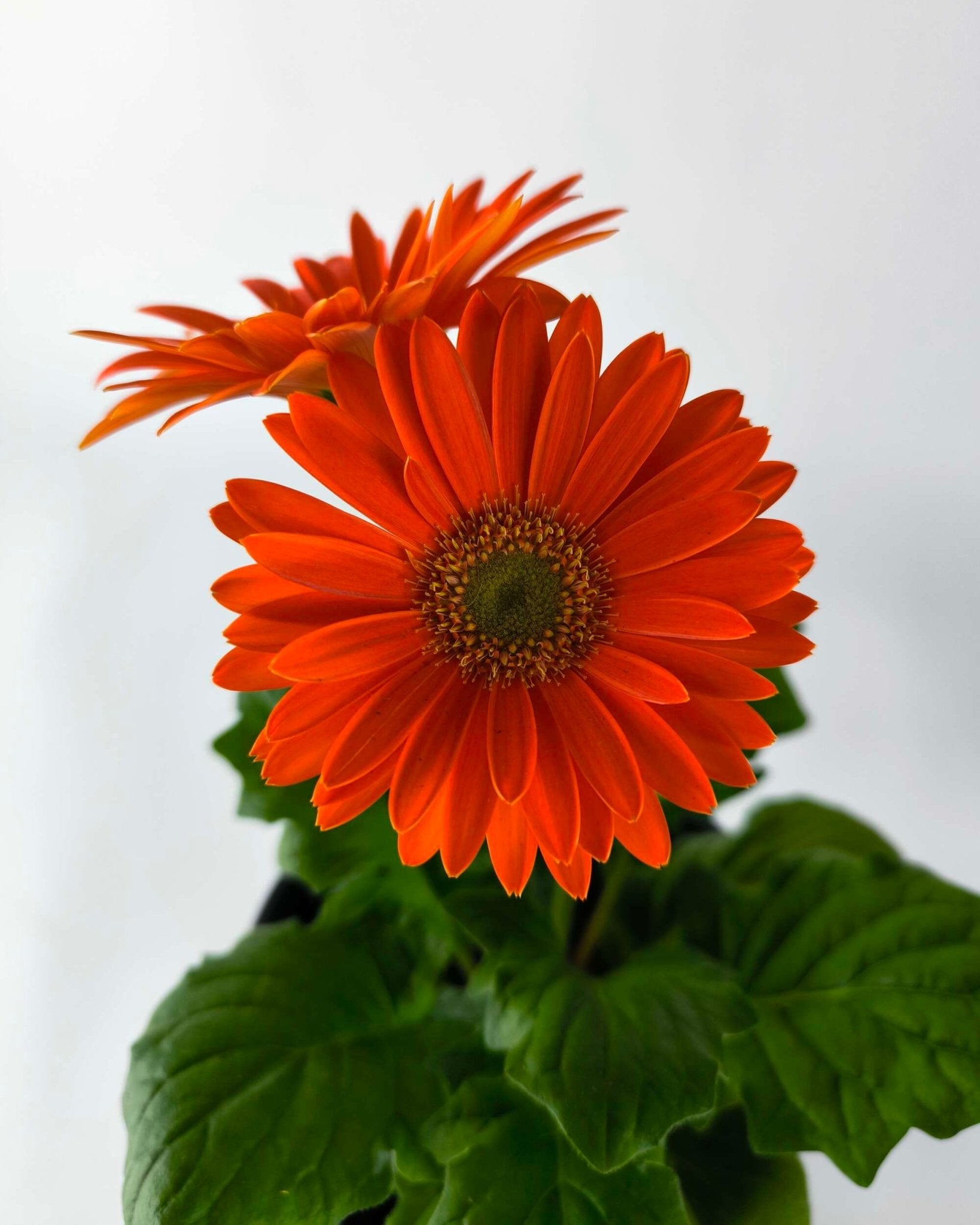 Gerbera Color Mix - Napuplant