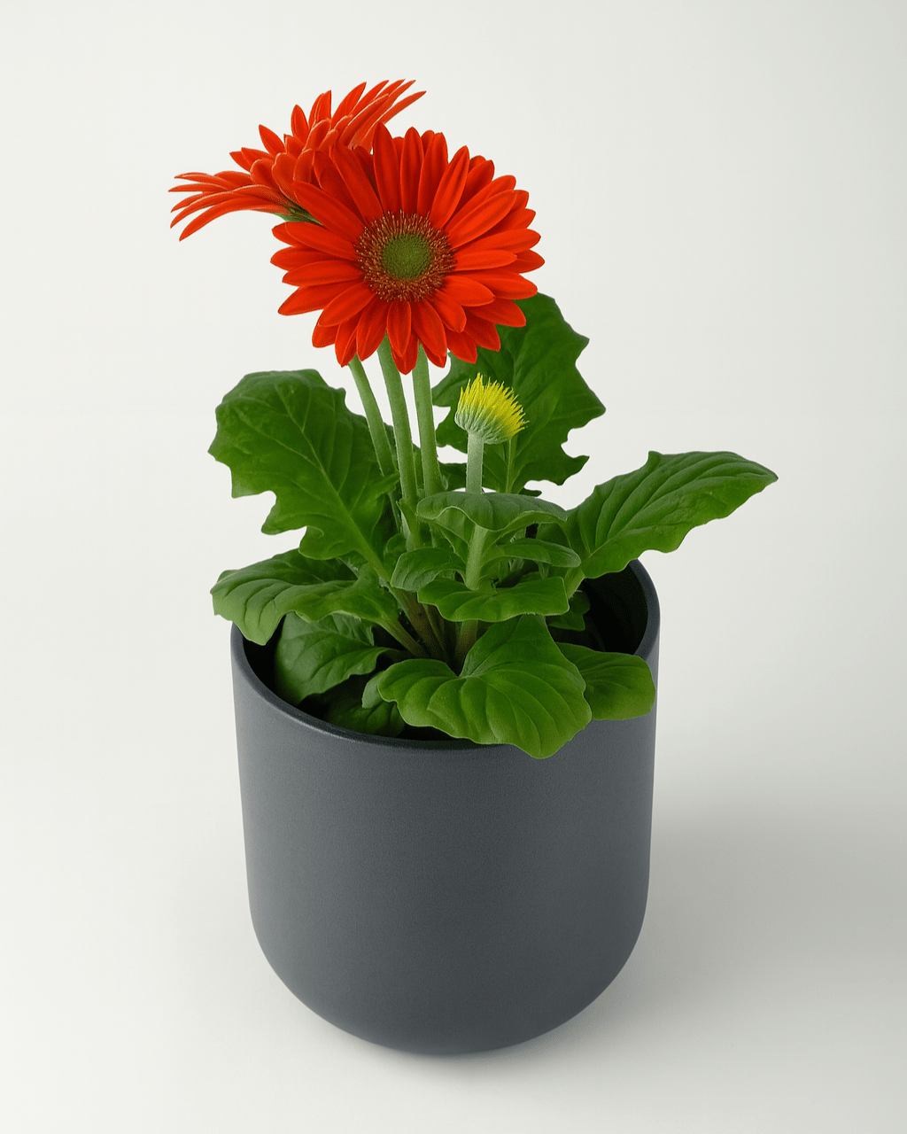 Gerbera Color Mix - Napuplant